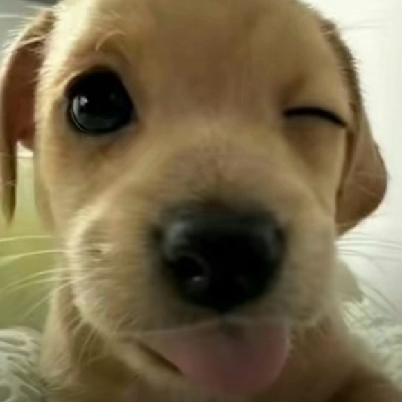 Meet your Posher, Berni - Picture 1 of 1